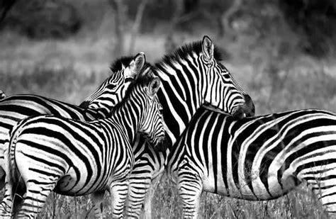 Zebra - Description, Habitat, Image, Diet, and Interesting Facts