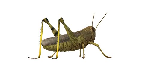 Grasshopper isolated on a Transparent Background 24249277 PNG