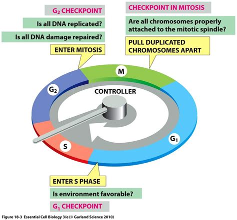 Cell Cycle With Checkpoints Diagram