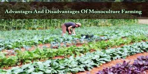 Advantages And Disadvantages Of Monoculture Farming - Assignment Point