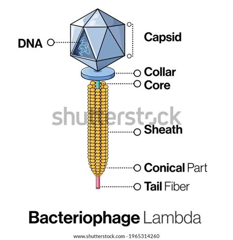 Anatomy Lambda Bacteriophage Structure Virus Structure Stock Vector (Royalty Free) 1965314260