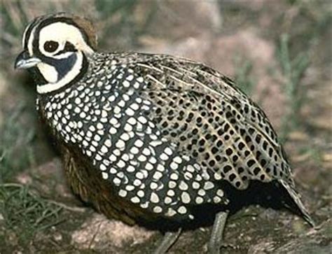 MONTEZUMA QUAIL | The Texas Breeding Bird Atlas