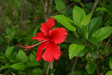 Hibiscus rosa-sinensis – Plantslive