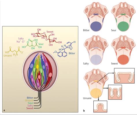 Anatomy and Physiology of the Olfactory and Gustatory Systems | Ento Key