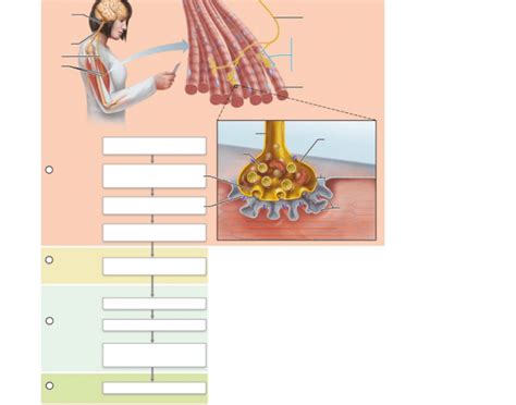 overview of skeletal muscle Quiz