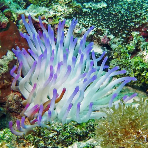 Anemone ... | Coral reef, Providencia island, caribbe, Colom… | José Eduardo Silva | Flickr