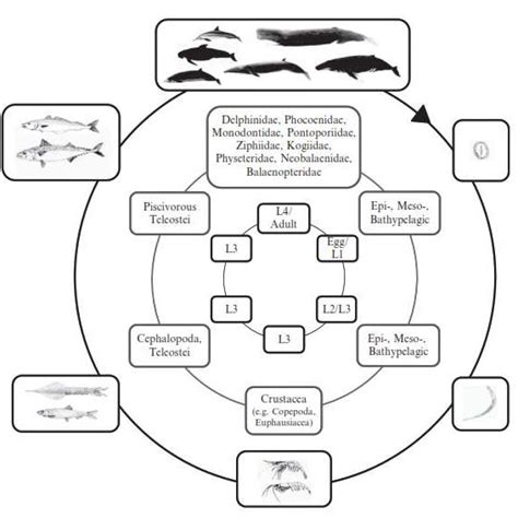 life cycle of the Anisakidae and Raphidascridae (Kuhn 2010). | Download ...