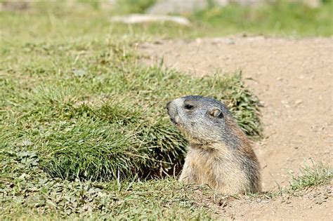 Best Groundhog Burrow Stock Photos, Pictures & Royalty-Free Images - iStock