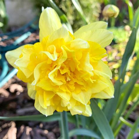 fresh colored Yellow narcissus flower in garden 4256476 Stock Photo at Vecteezy