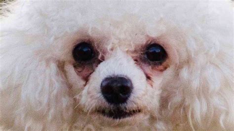 Small White Dogs With Crusty Eyes | Know Your Meme