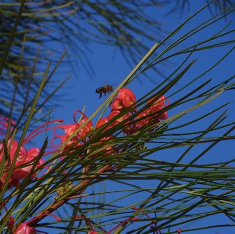 Botanical garden , Blanes, Spain on Behance