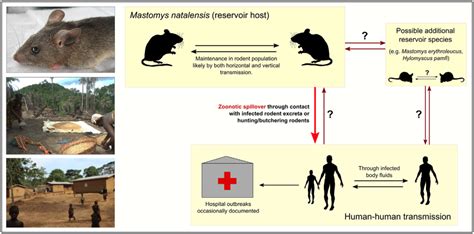 Lassa Fever — The Road Ahead Nature Reviews Microbiology, 54% OFF