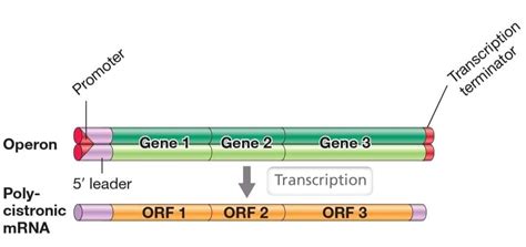 Hanaa Fayed on LinkedIn: Operon and Polycistronic mRNA Structure‼️ Genes that encode several…