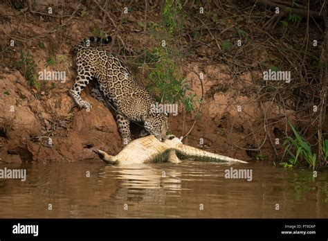 Jaguar caiman hi-res stock photography and images - Alamy