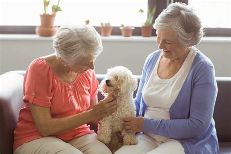 4 Excellent Pets for Seniors - FirstLantic Blog