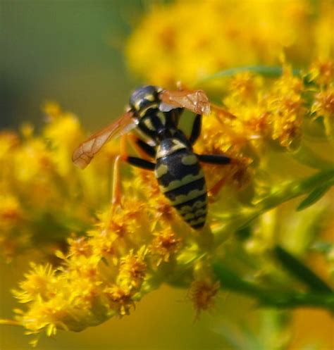 Philanthus wasp ? - Polistes dominula - BugGuide.Net