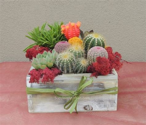 Live Cactus Arrangement in Wooden Container