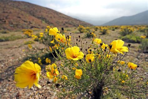 See the World's Driest Desert Covered in Wildflowers | Live Science