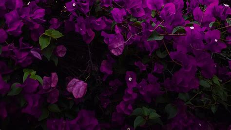 Dark Purple Flowers Green Leaves Purple Aesthetic, HD wallpaper | Peakpx