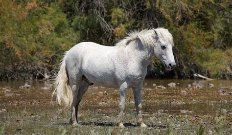 Ultimate List of White Horse Breeds | Horse breeds, Horses, Percheron horses