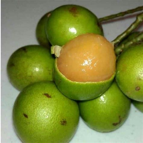 Quenepas! Soooooo GOOD!!! | Puerto rican recipes, Fruit, School snacks