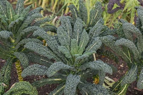 Kale Plant Spacing Kale spacing: how far apart to plant