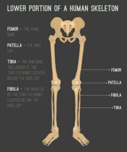 Bones in the Leg - JOI Jacksonville Orthopaedic Institute