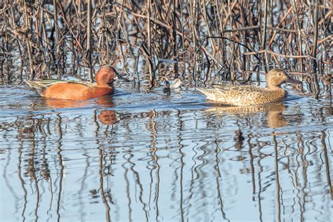 Cinnamon Teal — Sacramento Audubon Society