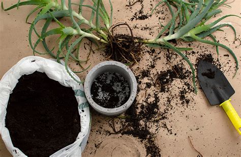 How to Make Soil for Aloe Vera - What You Need to Know! | House Grail