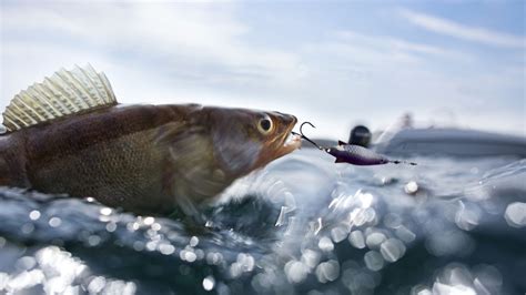 How to choose fishing bait: what you need to catch more fish | Advnture