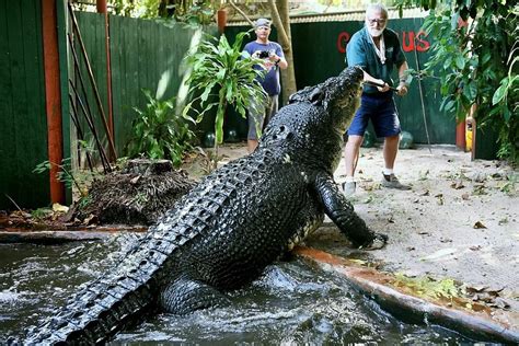 Pix Grove: Cassius Clay - World's Largest Crocodile