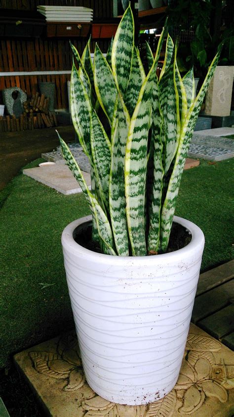 Image Of Snake Plant - markanthonystudios.net