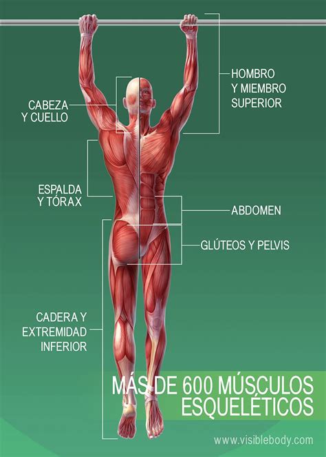 Sistema muscular | Aprenda anatomía muscular