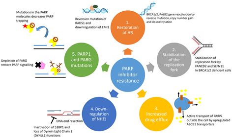 Cancers | Free Full-Text | PARP Inhibitors in Breast and Ovarian Cancer