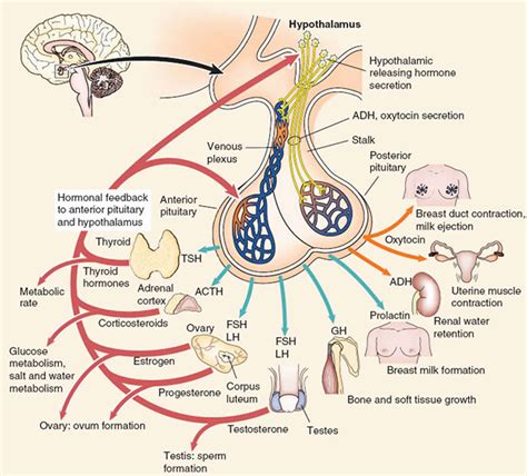 Anterior pituitary function, anterior pituitary hormones