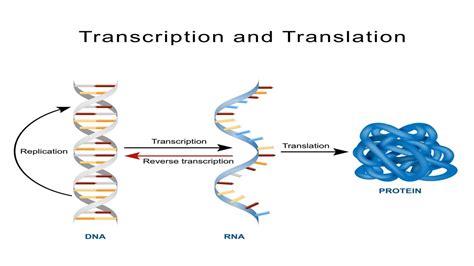 Protein Translation - ReynateFoley