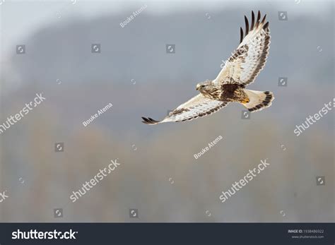 624 Rough legged buzzard Images, Stock Photos & Vectors | Shutterstock