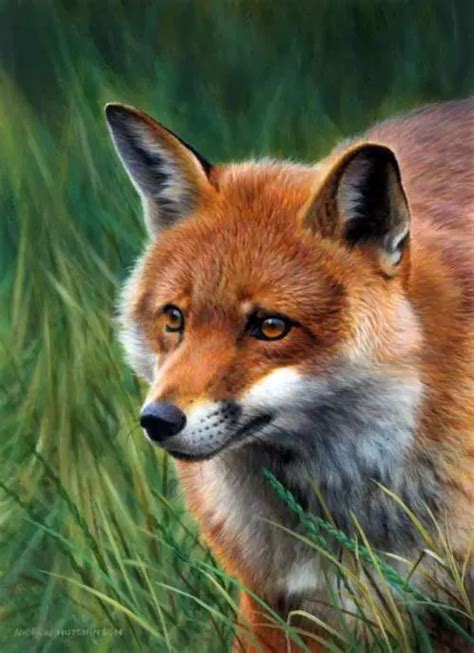 Painting by British Wildlife artist and naturalist Andrew Hutchinson ...