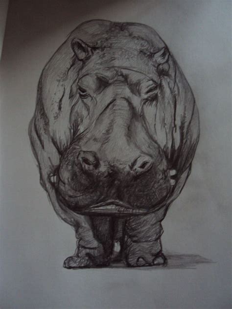 hippopotamus drawing - Google Search | Hippo drawing, African art paintings, Hippo tattoo