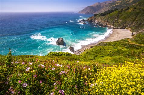 Big Sur Beach California Wildflower Superbloom! PCH Highway 1 Spring ...