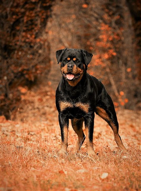 Rottweiler 1080P, 2K, 4K, 5K HD wallpapers free download | Wallpaper Flare