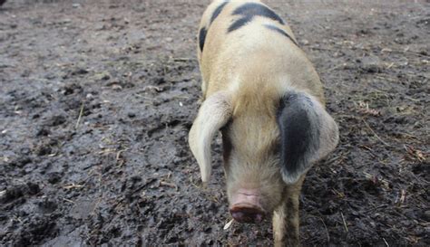 Breed Profile: The Gloucestershire Old Spot Pig – Hobby Farms