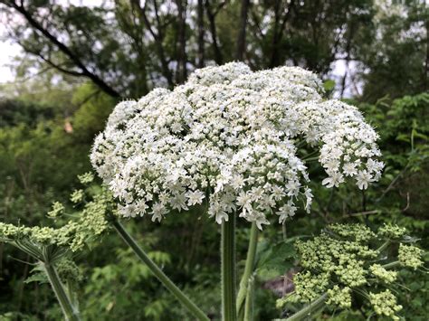 Wisconsin Wildflower | Cow Parsnip | Heracleum maximum