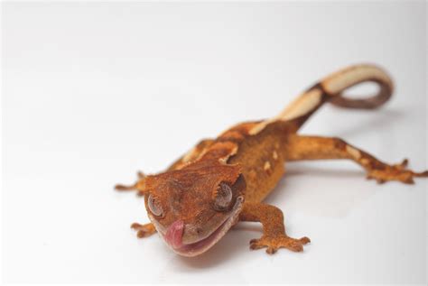 Crested Gecko Morphs, Colors, Traits & Patterns - More Reptiles