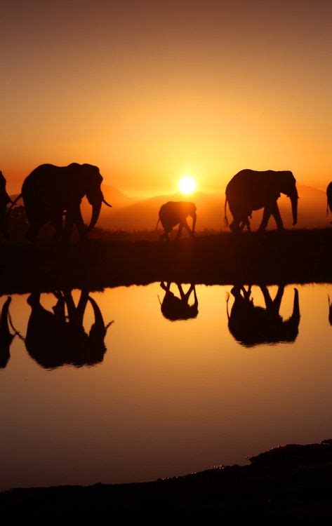 African elephants #sunset | Elephant, Elephant love, Africa