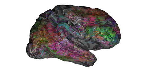 A 3D Map Of The Brain Shows How We Understand Language | Popular Science