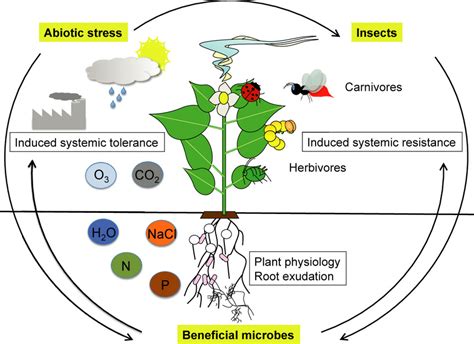 Useful Microorganisms