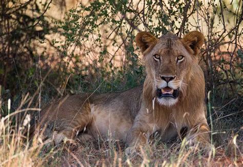 The Savage Tsavo Man-Eaters and the Man Who Stopped Them | Lethbridge ...