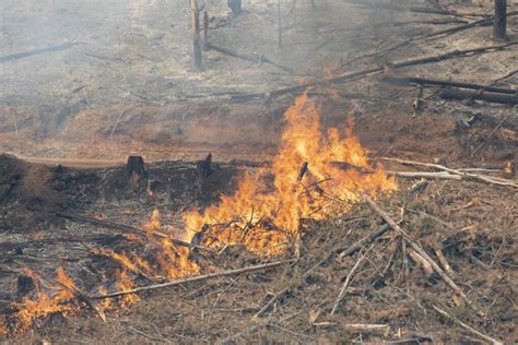 Fires near me: wild Goddo's Road forest fire spreads near Nundle and ...