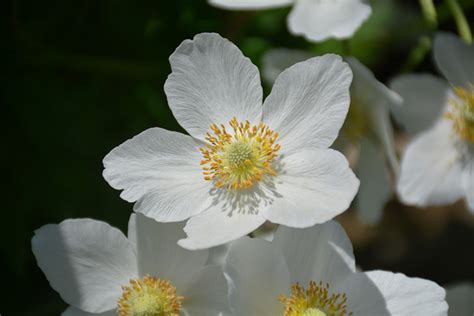 Windflower (Anemone sylvestris) in Denver Centennial Littleton Aurora Parker Colorado CO at ...